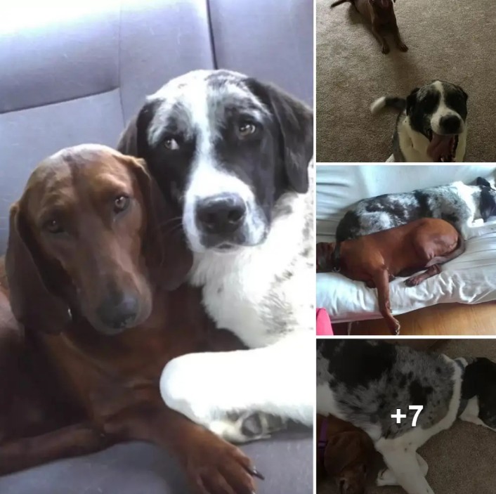 A Heartwarming Tale: Dog About to Be Adopted Insists on Bringing Her Best Friend Along