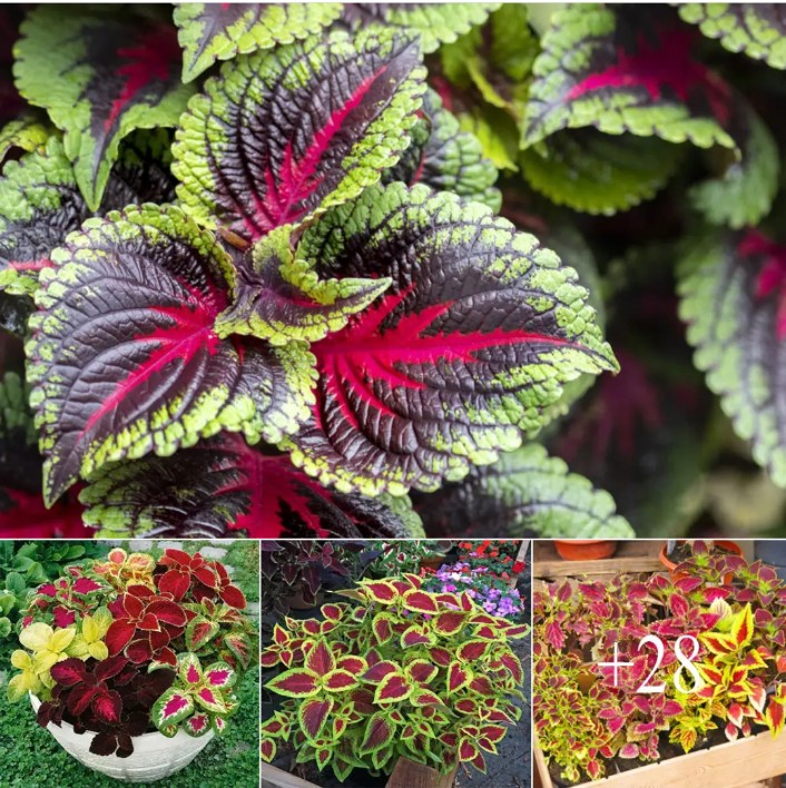 Mastering the Art of Cultivating and Nurturing Coleus Plants